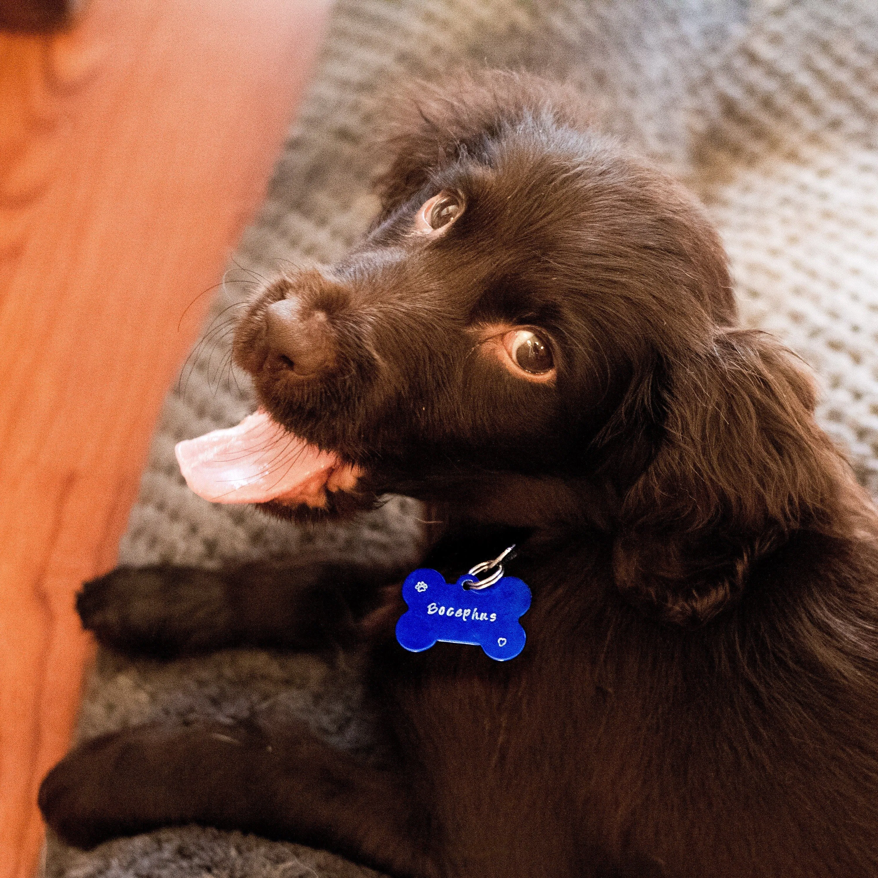 BLUE PET ID TAG